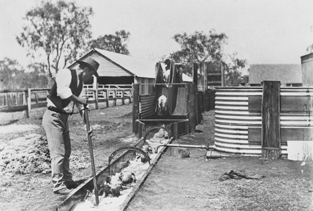 Sheep_dipping,_ca._1897wikimediacommons